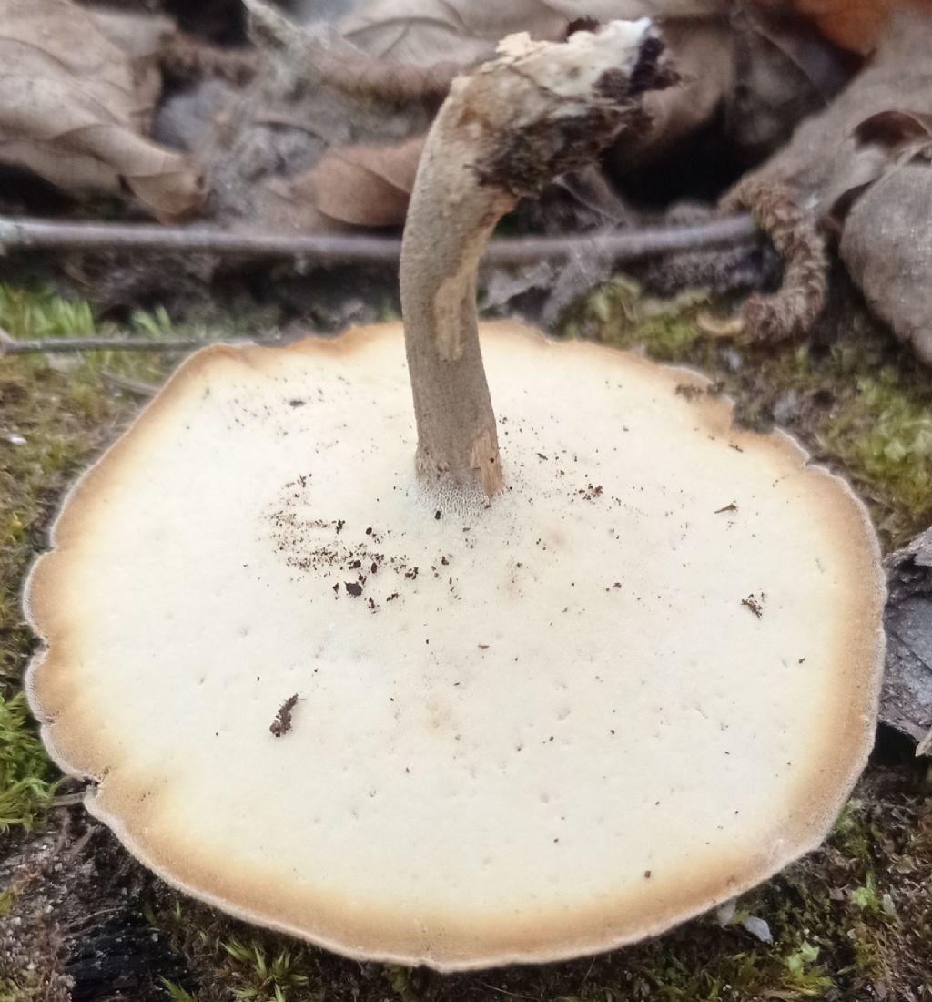 forse: Lentinus substrictus